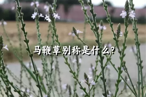 马鞭草别称是什么？