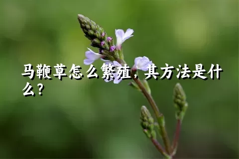 马鞭草怎么繁殖，其方法是什么？