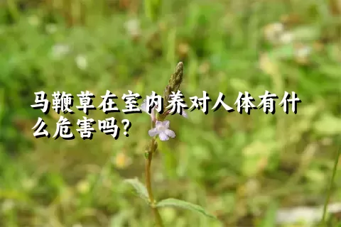 马鞭草在室内养对人体有什么危害吗？