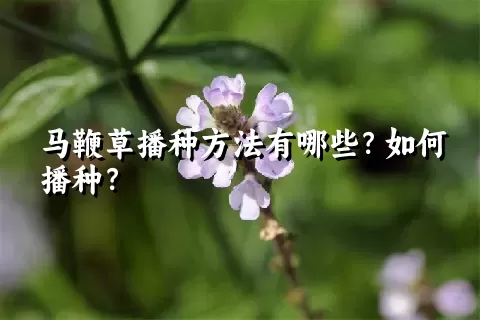 马鞭草播种方法有哪些？如何播种？