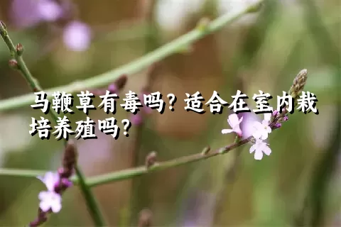 马鞭草有毒吗？适合在室内栽培养殖吗？