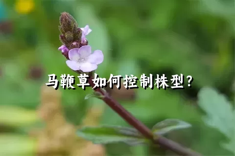 马鞭草如何控制株型？