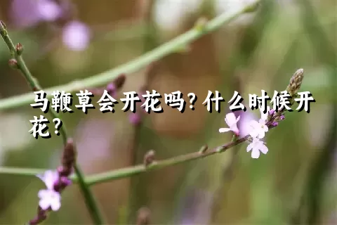 马鞭草会开花吗？什么时候开花？