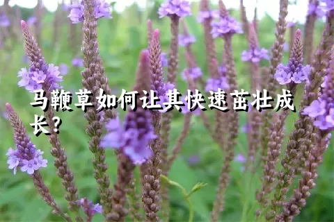 马鞭草如何让其快速茁壮成长？