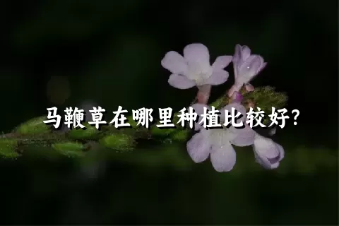 马鞭草在哪里种植比较好？