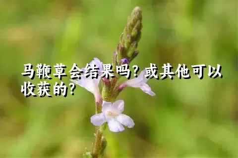 马鞭草会结果吗？或其他可以收获的？