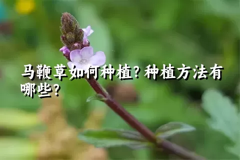 马鞭草如何种植？种植方法有哪些？