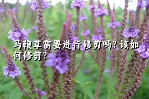 马鞭草需要进行修剪吗？该如何修剪？