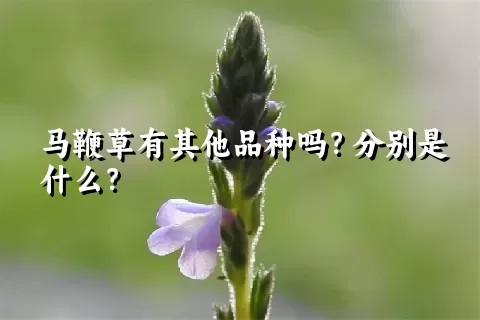 马鞭草有其他品种吗？分别是什么？