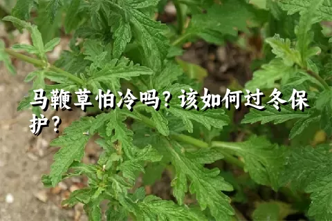 马鞭草怕冷吗？该如何过冬保护？