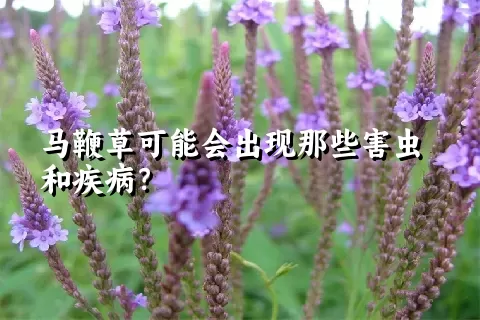 马鞭草可能会出现那些害虫和疾病？