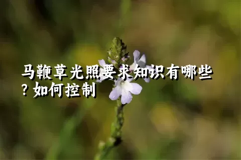 马鞭草光照要求知识有哪些？如何控制