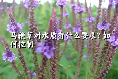 马鞭草对水质有什么要求？如何控制