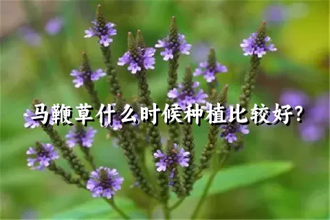 马鞭草什么时候种植比较好？