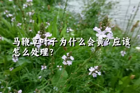 马鞭草叶子为什么会黄？应该怎么处理？