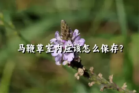 马鞭草室内应该怎么保存？