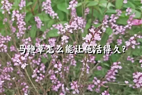 马鞭草怎么能让他活得久？