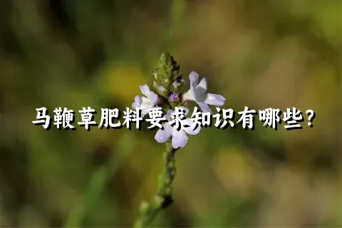 马鞭草肥料要求知识有哪些？