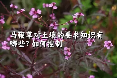 马鞭草对土壤的要求知识有哪些？如何控制