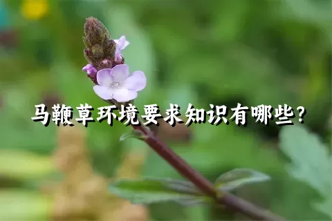 马鞭草环境要求知识有哪些？