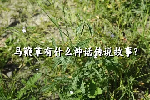 马鞭草有什么神话传说故事？