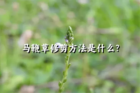 马鞭草修剪方法是什么？