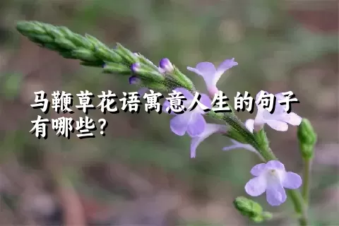 马鞭草花语寓意人生的句子有哪些？