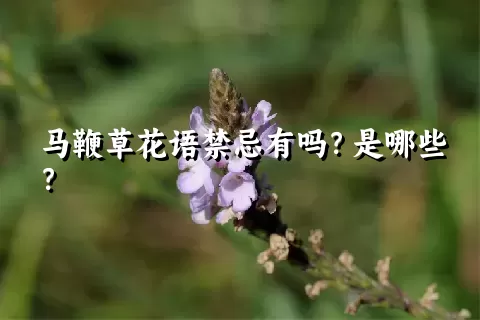 马鞭草花语禁忌有吗？是哪些？