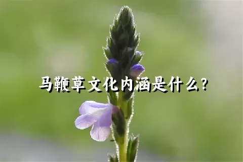 马鞭草文化内涵是什么？