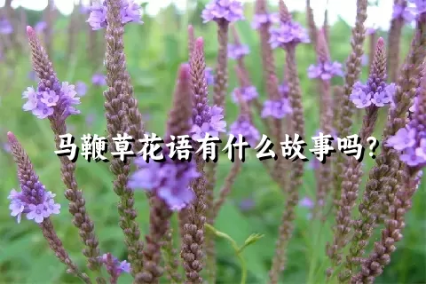 马鞭草花语有什么故事吗？