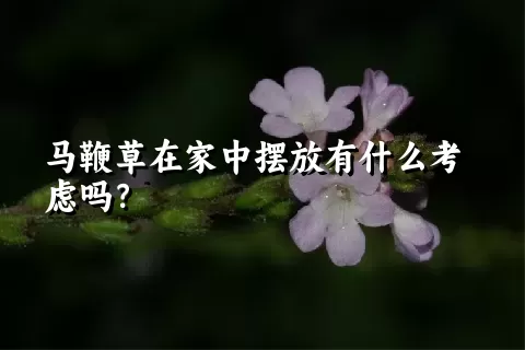 马鞭草在家中摆放有什么考虑吗？