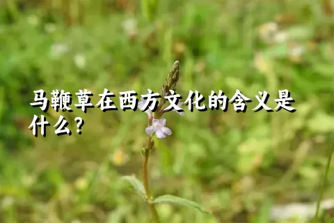 马鞭草在西方文化的含义是什么？