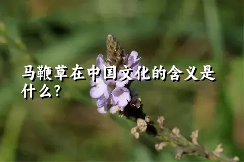 马鞭草在中国文化的含义是什么？