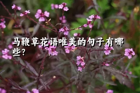 马鞭草花语唯美的句子有哪些？