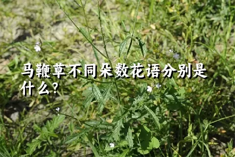 马鞭草不同朵数花语分别是什么？