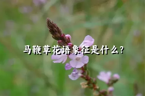 马鞭草花语象征是什么？