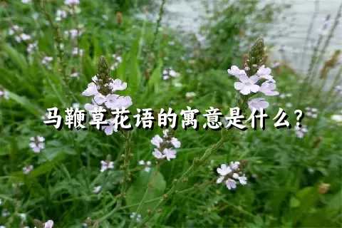 马鞭草花语的寓意是什么？