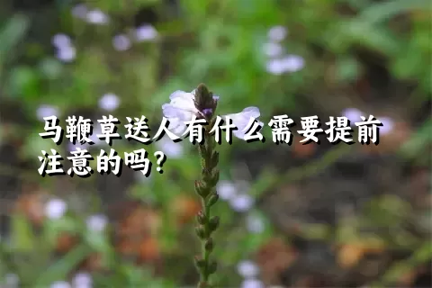 马鞭草送人有什么需要提前注意的吗？