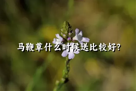 马鞭草什么时候送比较好？