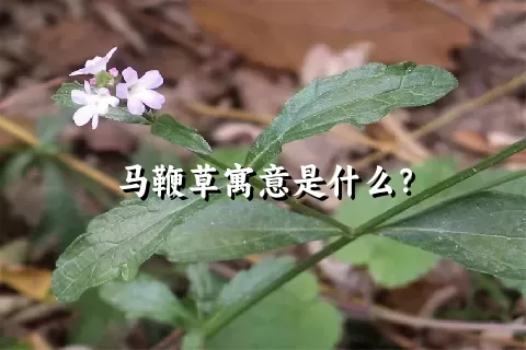 马鞭草寓意是什么？