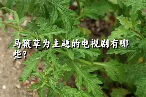 马鞭草为主题的电视剧有哪些？