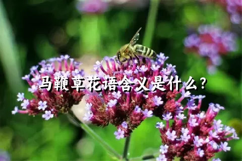 马鞭草花语含义是什么？