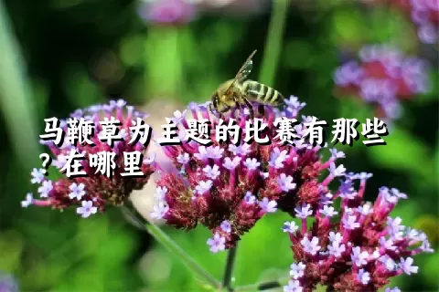 马鞭草为主题的比赛有那些？在哪里