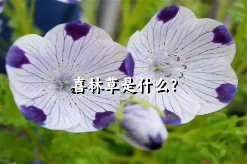 喜林草是什么？