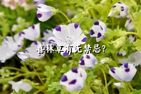 喜林草有无禁忌？