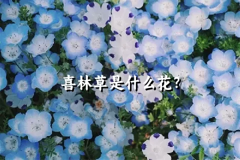 喜林草是什么花？