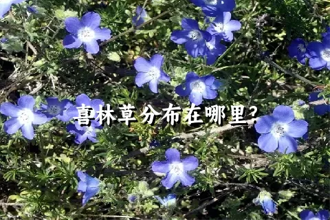 喜林草分布在哪里?