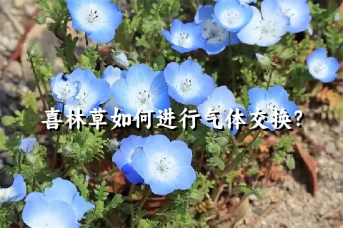 喜林草如何进行气体交换？