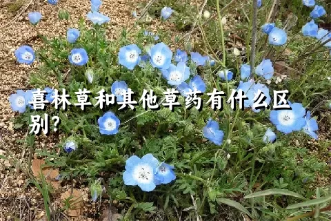 喜林草和其他草药有什么区别？