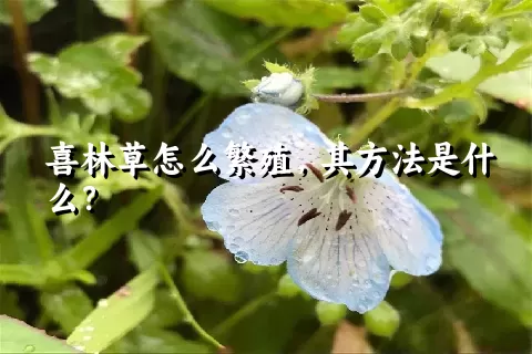 喜林草怎么繁殖，其方法是什么？